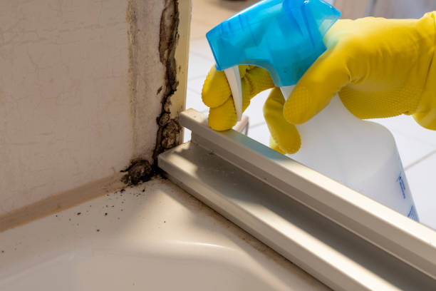 Best Local Mold Removal Service  in Mulberry, NC
