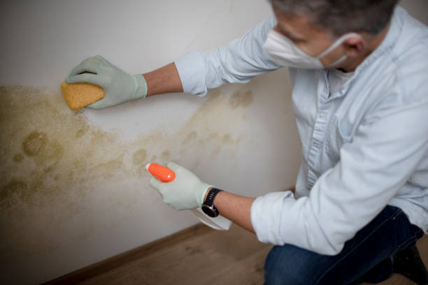 Best Commercial Mold Removal  in Mulberry, NC