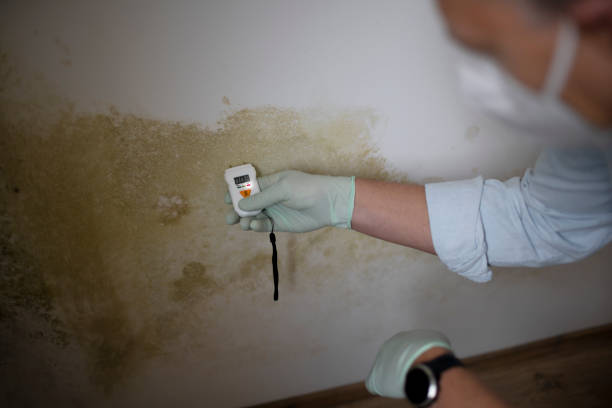 Best Home Mold Removal  in Mulberry, NC