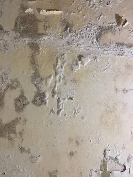 Best Mold Removal Near Me  in Mulberry, NC