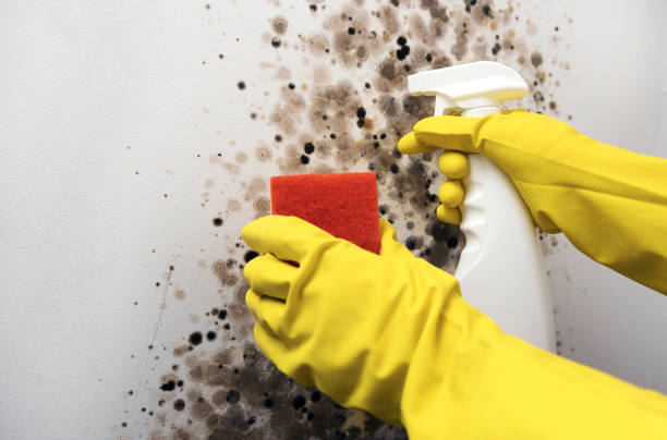 Best Mold Removal Specialists  in Mulberry, NC
