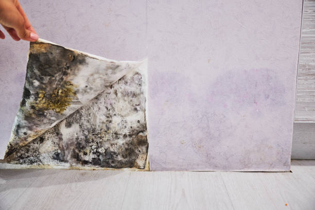 Professional Mold Removal in Mulberry, NC